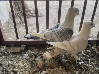 2 breeder pair for sale