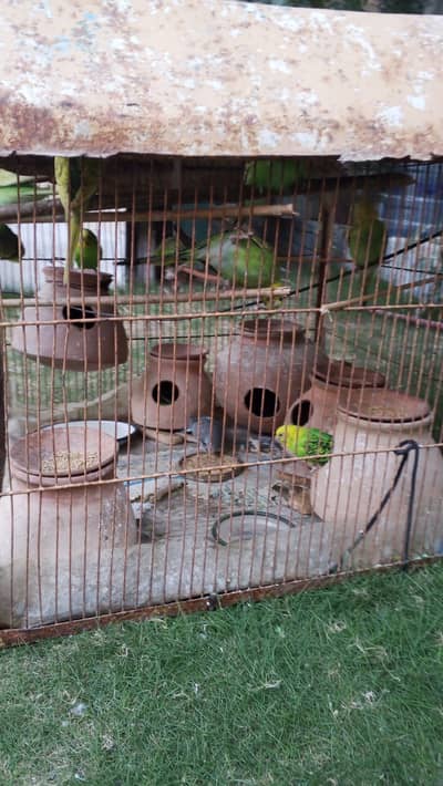 *Title: Breeding Pair Budgies/Parakeets + 14 Birds + Bara Cage