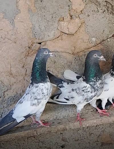 ferozPuri breeder for sale