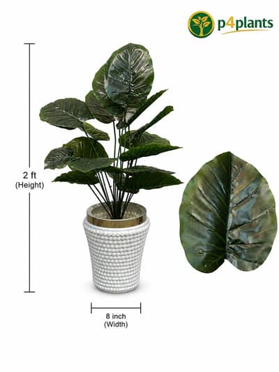 Indoor plants / 03227614339