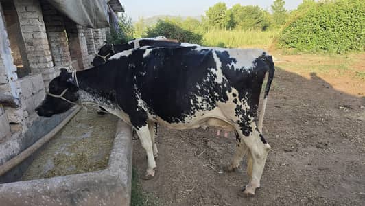 Fresian cholistani cross