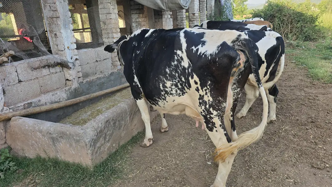 Fresian Cholistani Cross | چولستانی گائے | Cow| | گائے | Cow For sale — photo 3