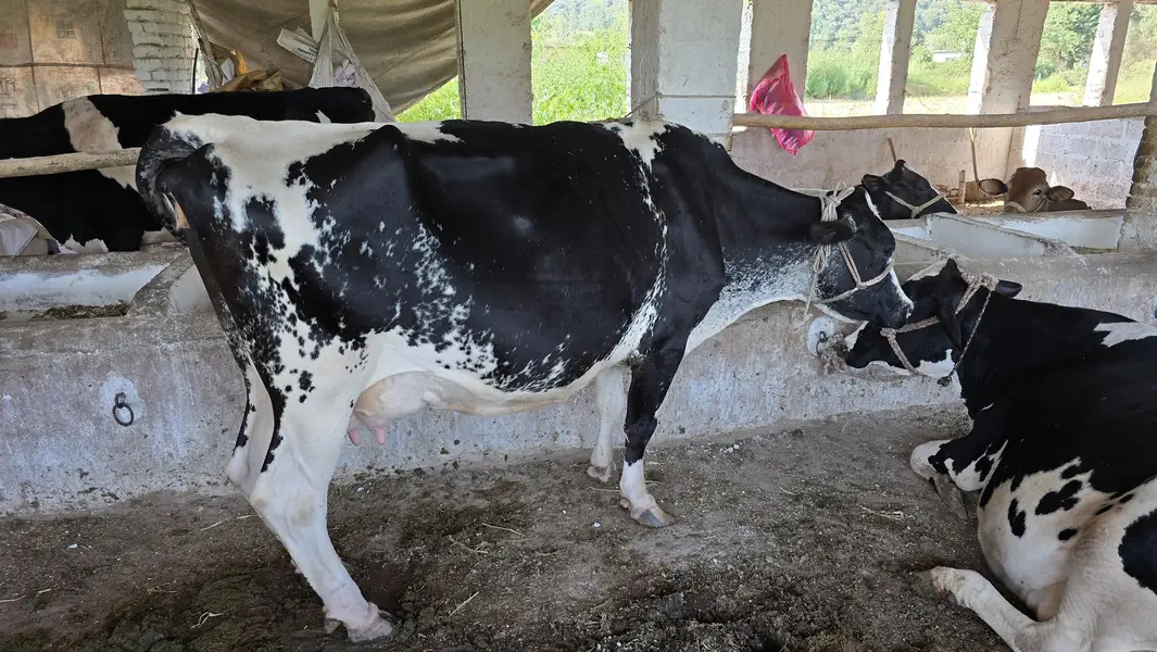 Fresian Cholistani Cross | چولستانی گائے | Cow| | گائے | Cow For sale — photo 4