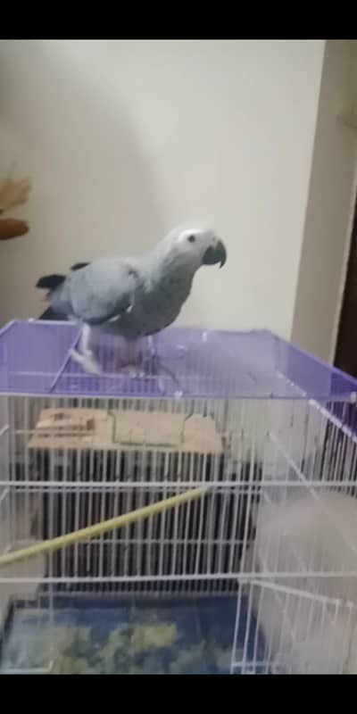 Congo African Grey Parrot