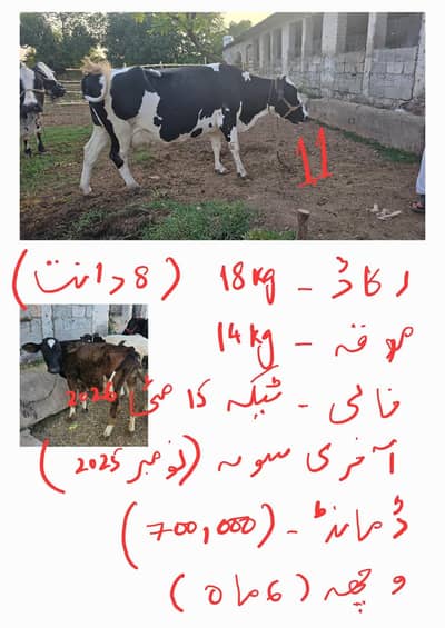 Fresian cholistani cross