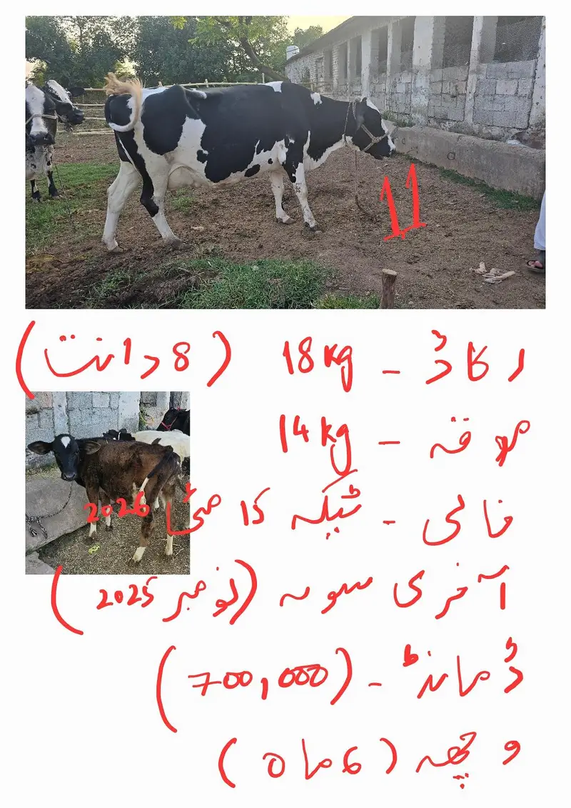 Fresian Cholistani Cross | چولستانی گائے | Cow| | گائے | Cow For sale — photo 2