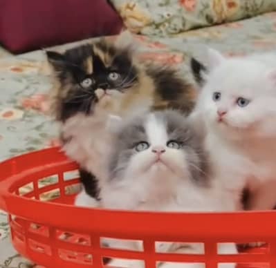 Quality Persian Punchface cat & kitten. moreWhatsApp 03367368470