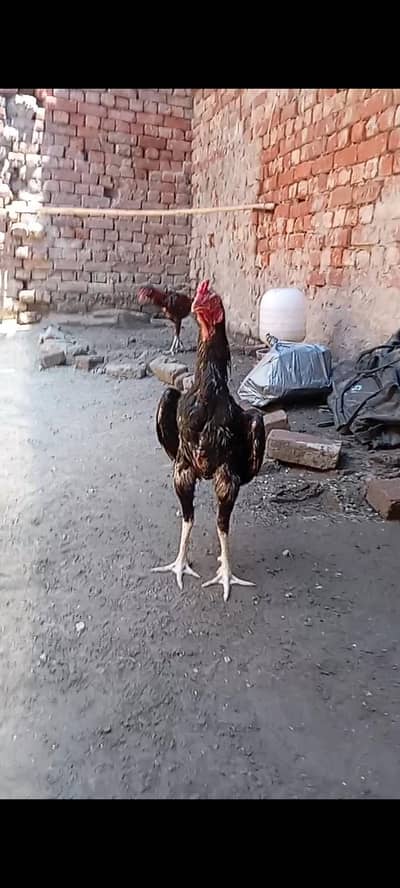 2 aseel males for sale