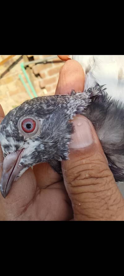 pigeon