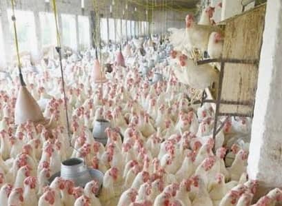 WHITE EGG LAYERS LSL/ سفید  انڈے دینے والی LSL