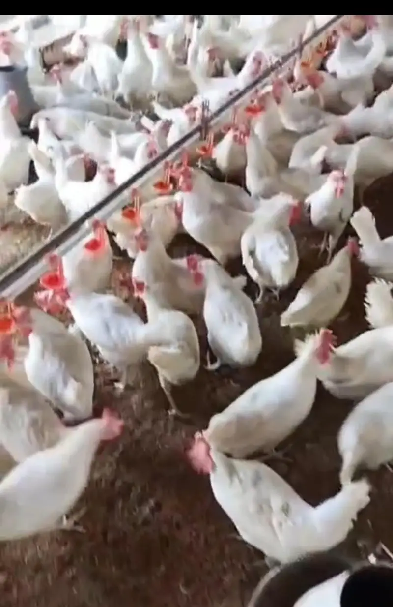 WHITE EGG LAYERS LSL/ سفید  انڈے دینے والی LSL — photo 2