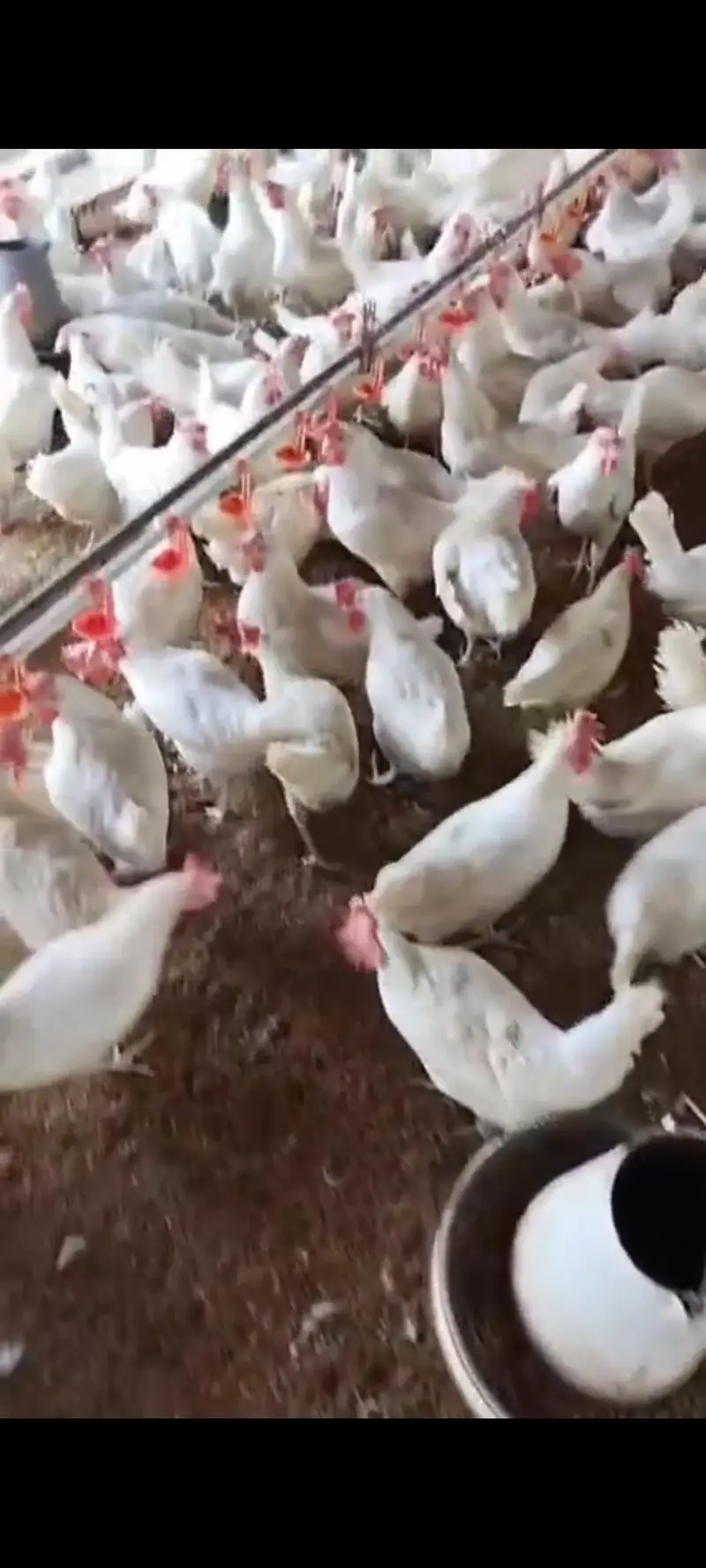WHITE EGG LAYERS LSL/ سفید  انڈے دینے والی LSL — photo 3