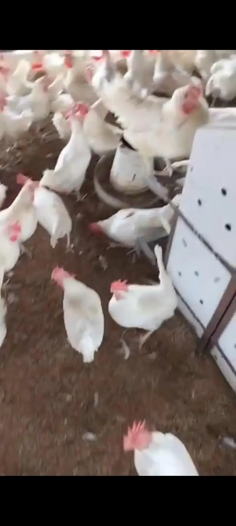 WHITE EGG LAYERS LSL/ سفید  انڈے دینے والی LSL — photo 4