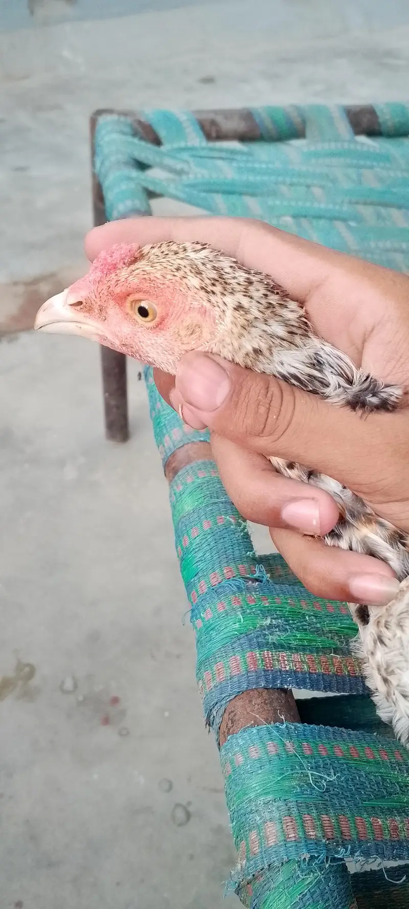 mianwali pure nasal — photo 6