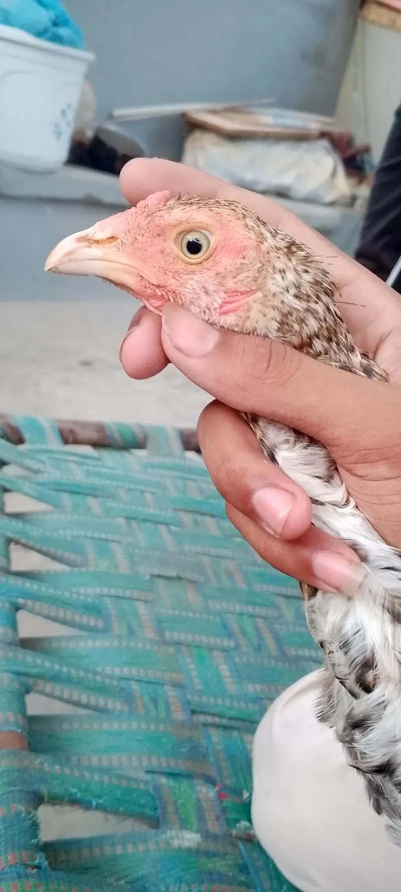 mianwali pure nasal — photo 10