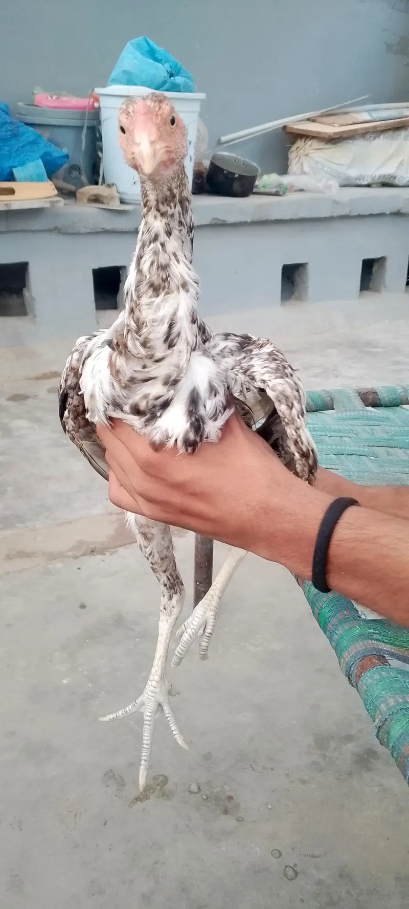 mianwali pure nasal — photo 11