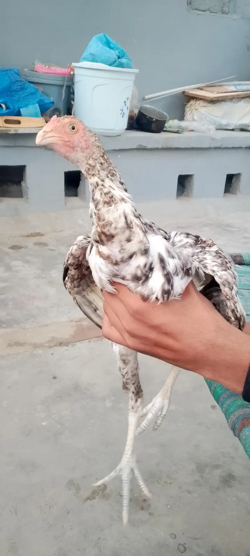 mianwali pure nasal — photo 12