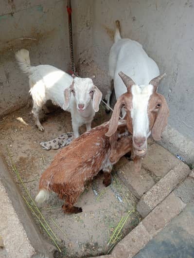 Female Mother with 2 Kids
