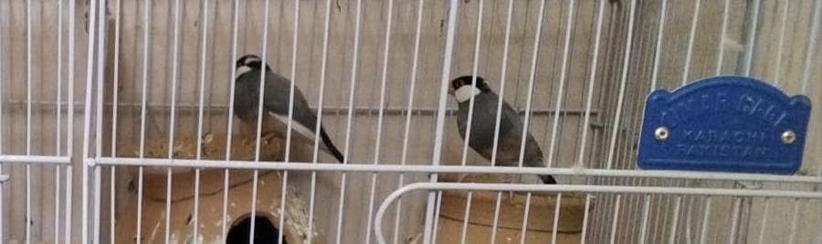 Fischer, Lutino, Java, Love birds