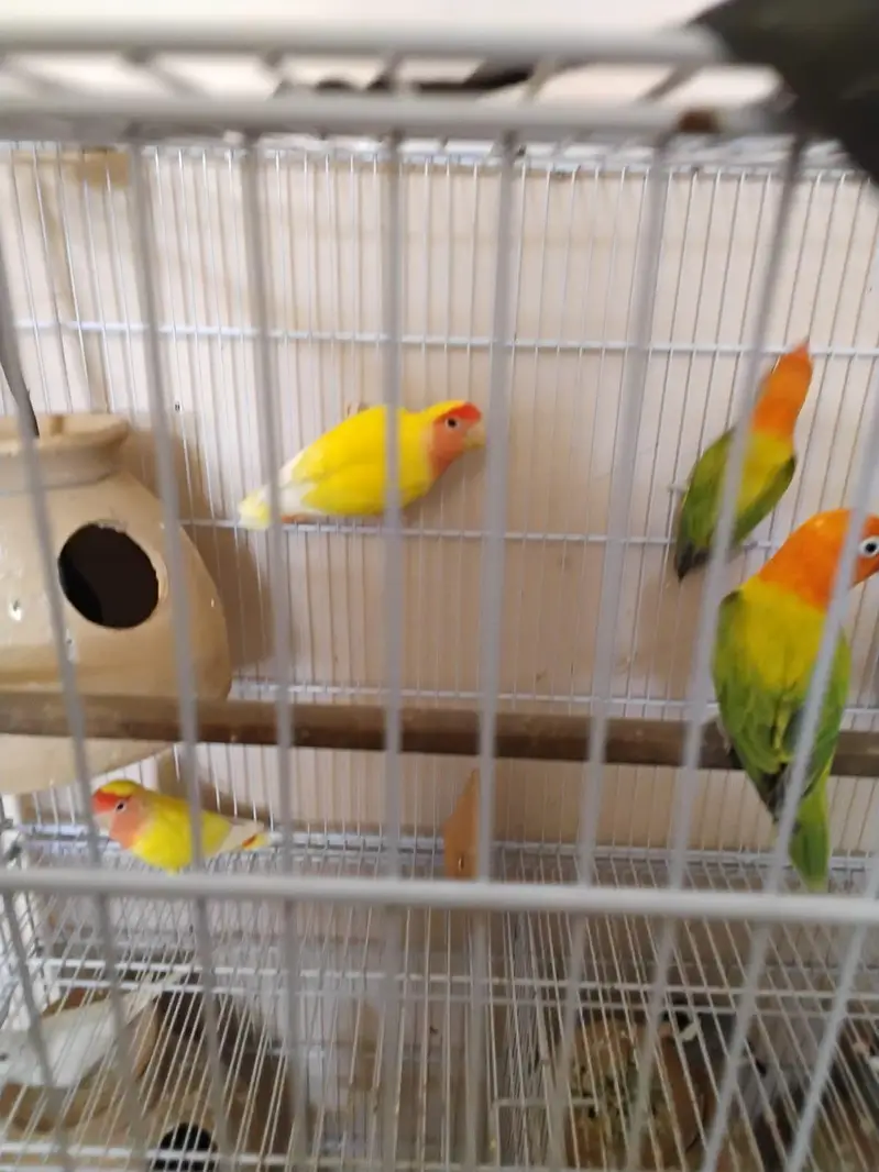 Fischer, Lutino, Java, Love birds — photo 3