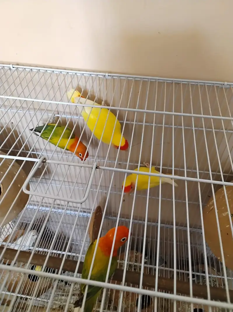 Fischer, Lutino, Java, Love birds — photo 4