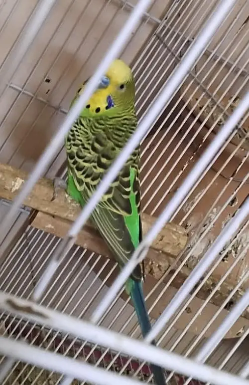 Fischer, Lutino, Java, Love birds — photo 5