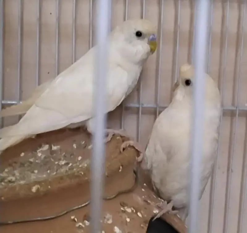 Fischer, Lutino, Java, Love birds — photo 6