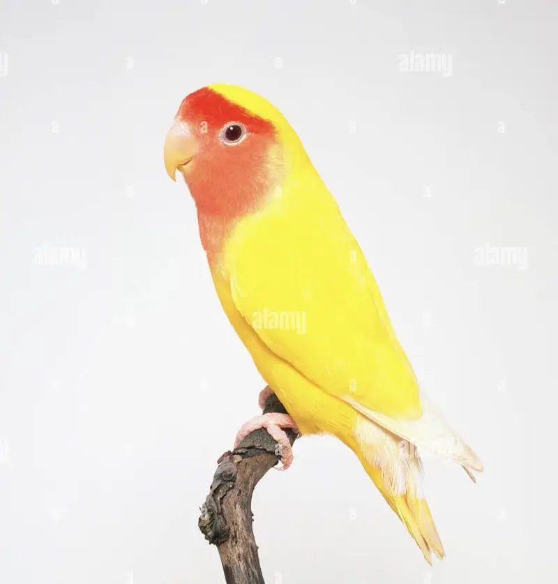 Fischer, Lutino, Java, Love birds — photo 7