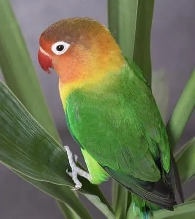 Fischer, Lutino, Java, Love birds — photo 8