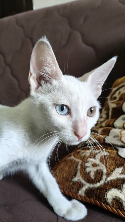 Friendly Different Eyes Cat Pair