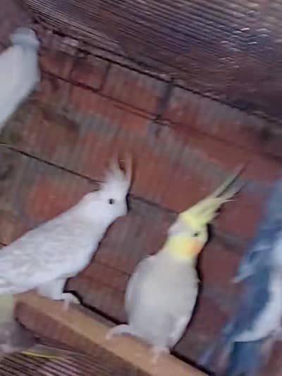Felow,Eno,,grey,peral,cocktail, Breeder pair cockatiel