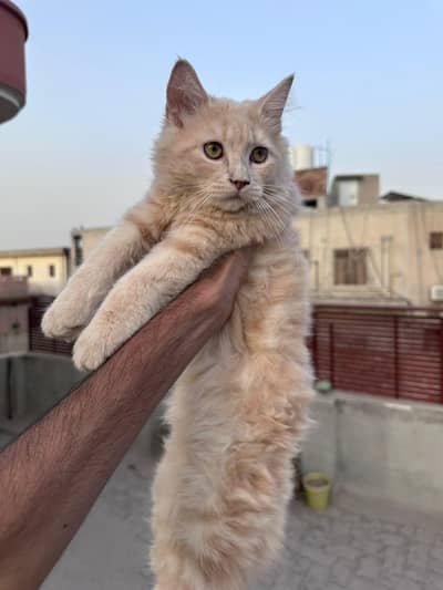 Persian cats triple coute