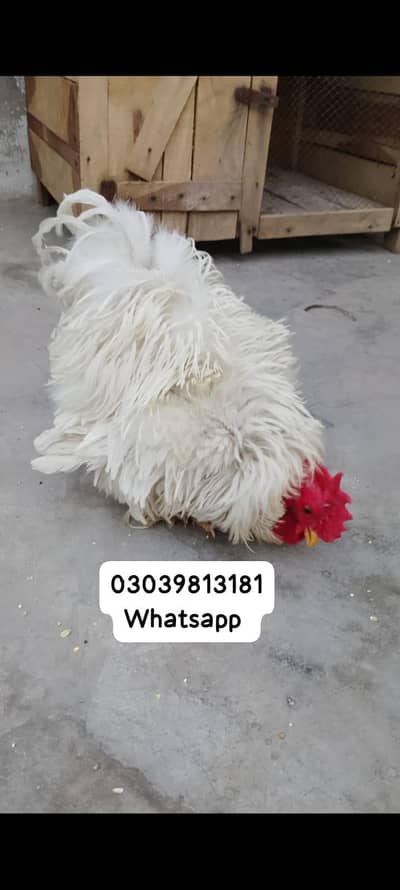 white bantam male