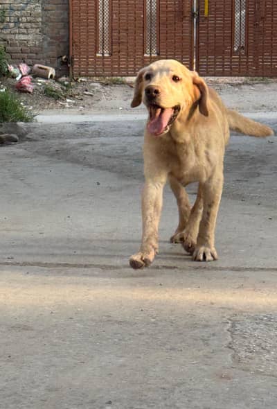 British Labrador male dog
