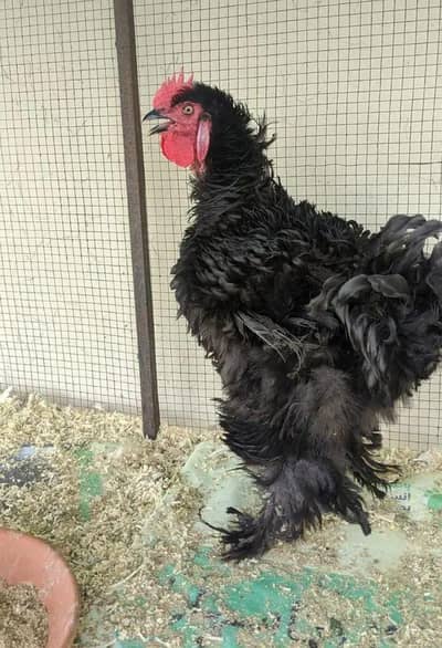 Black Frizzle Heavy Cochin Male for sale