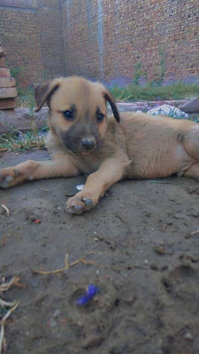 Puppy (Very young and active)