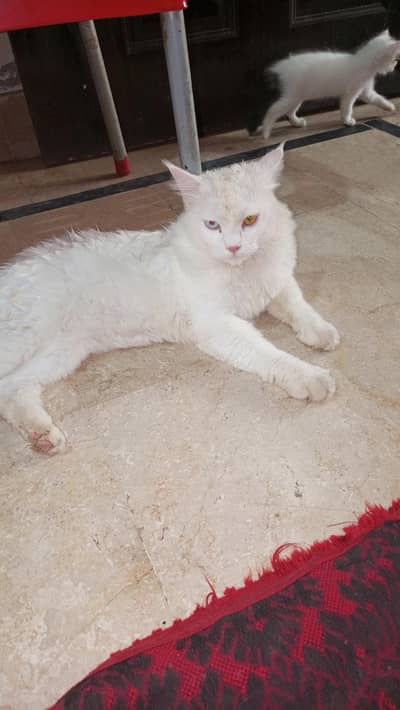 Persian cat