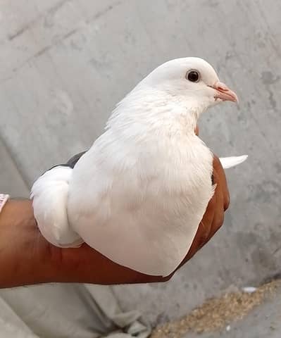 urgent sale + change