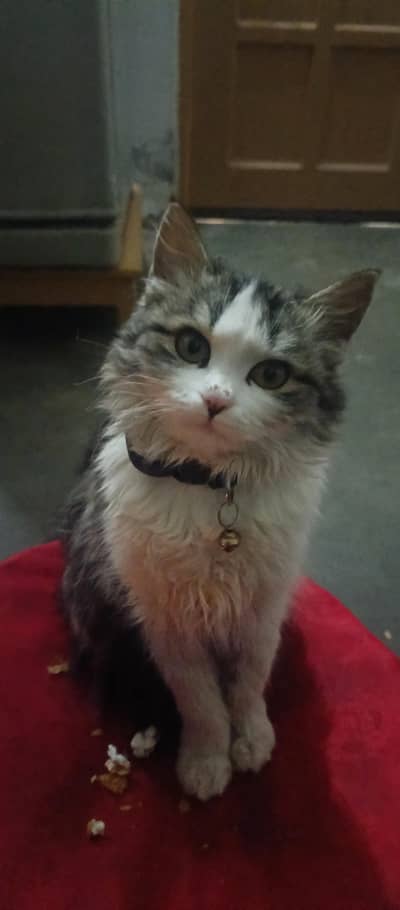mix persian breed cat