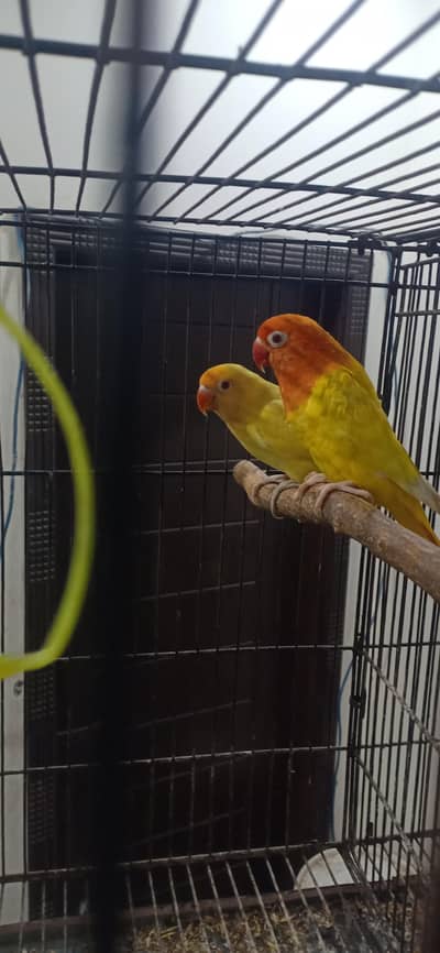 Lovebirds pair and single pieces