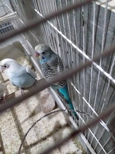 budgies parrots