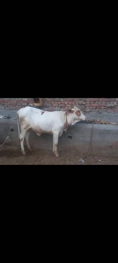 Mashallah ghulabi bchri for sale 9mah age healthy and active