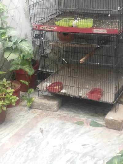 cage for sale