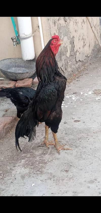 Muska lasni pair for sale jor band