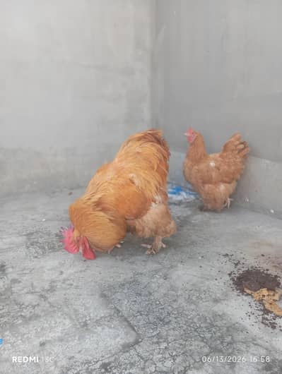 Golden Puff Murga & Murgi Pair for Sale– Healthy & Egg Laying