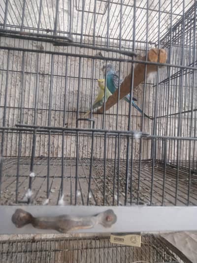 hogo birds