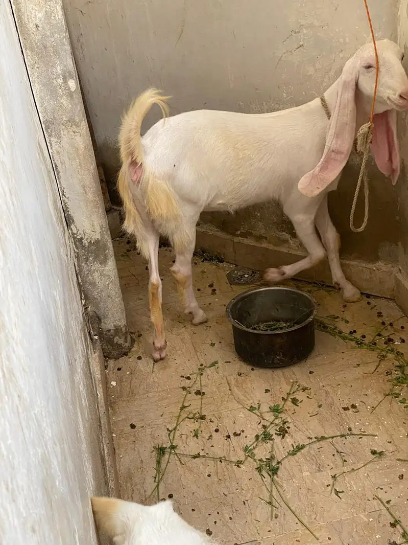 Gulabi/tapra blue eyes bakra bakri — photo 2