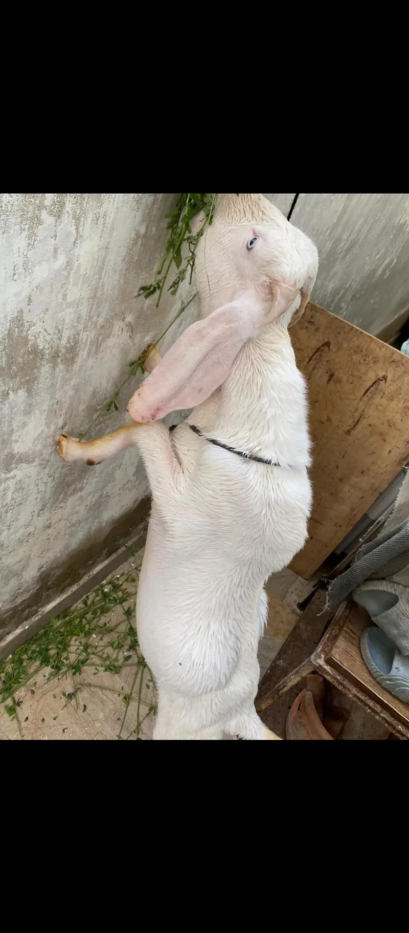 Gulabi/tapra blue eyes bakra bakri — photo 3