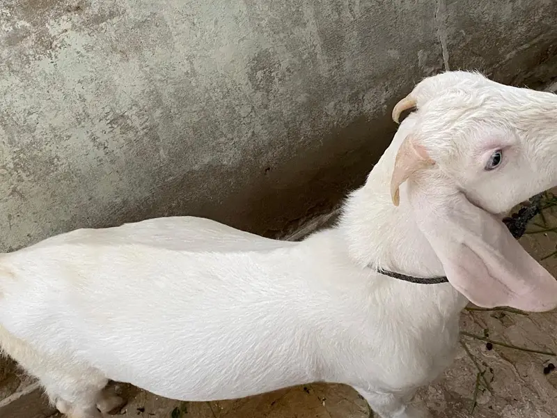 Gulabi/tapra blue eyes bakra bakri — photo 4