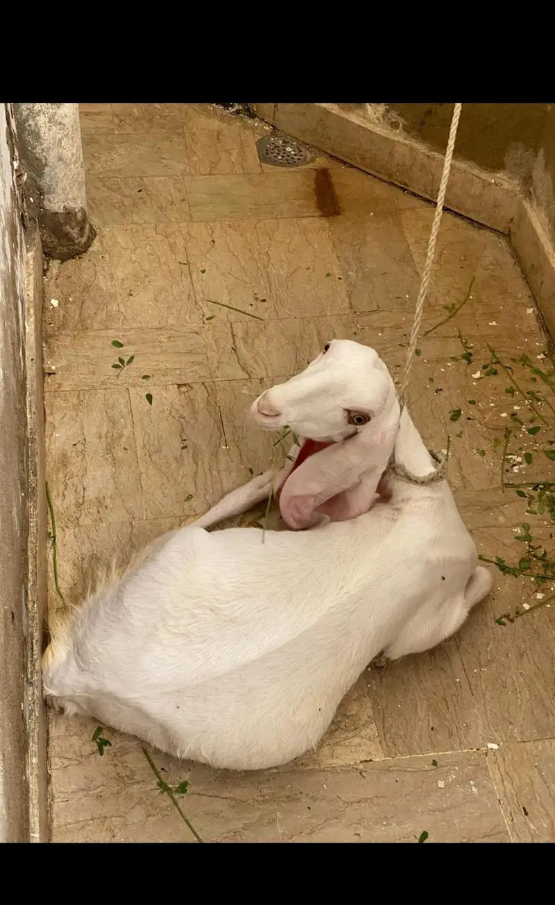 Gulabi/tapra blue eyes bakra bakri — photo 5